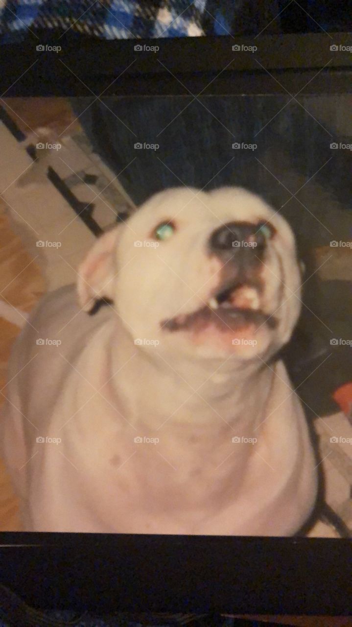 RIP Sever! 14 years me and you, I loved you from day one when I saw you 6 weeks old and brought out home your momma snarling and barking dirt what to let you go either. Died in my arms and still broken hearted, loved me when hard 4 any 1 too love TY 
