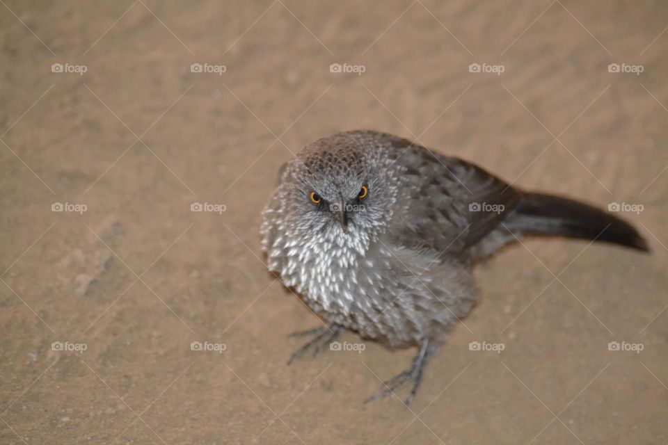 Angry looking arrow marked babler