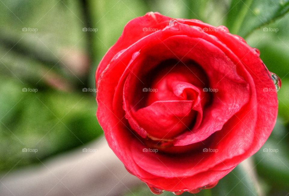 Fresh red rose