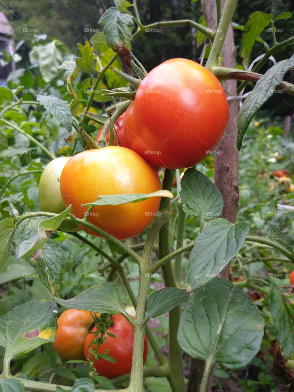 tomatoes on the field in September