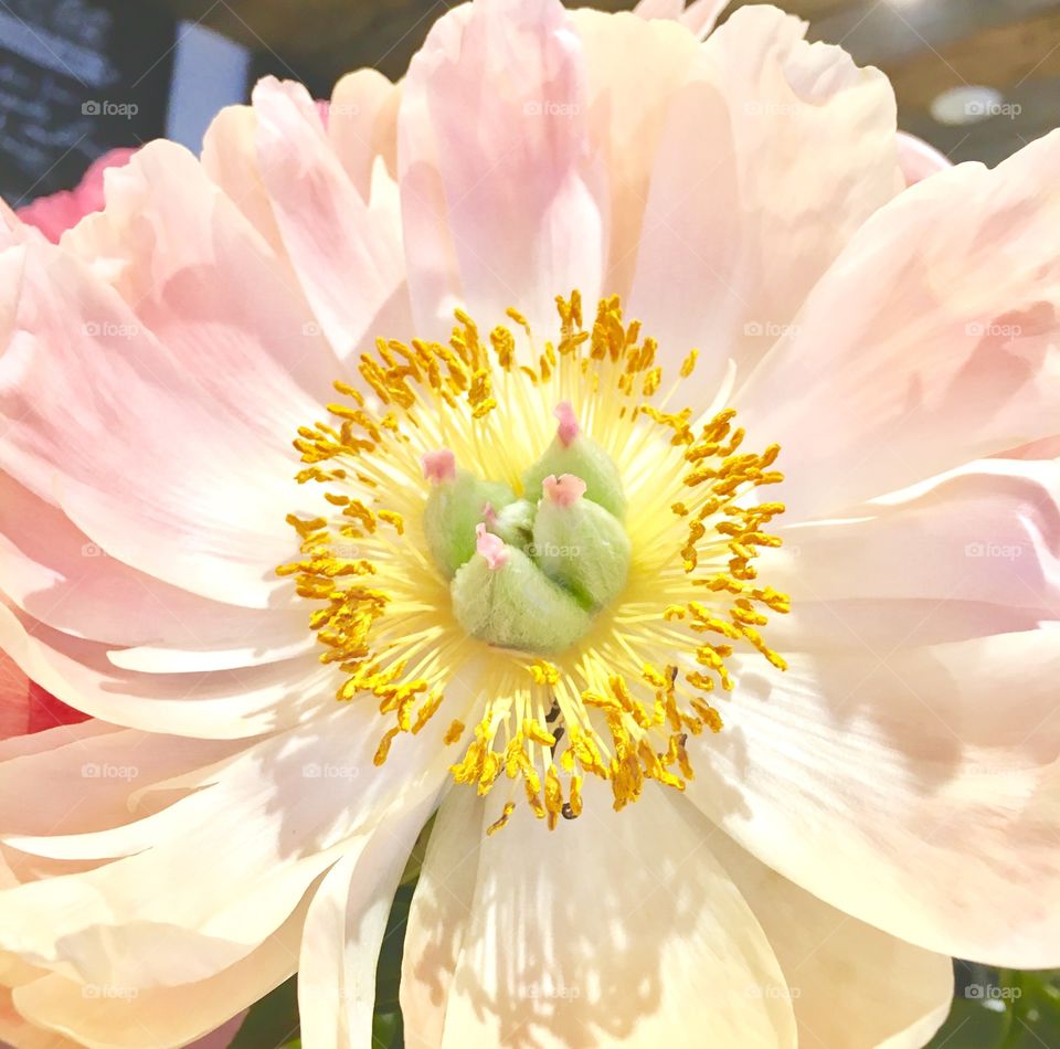 Close up flower