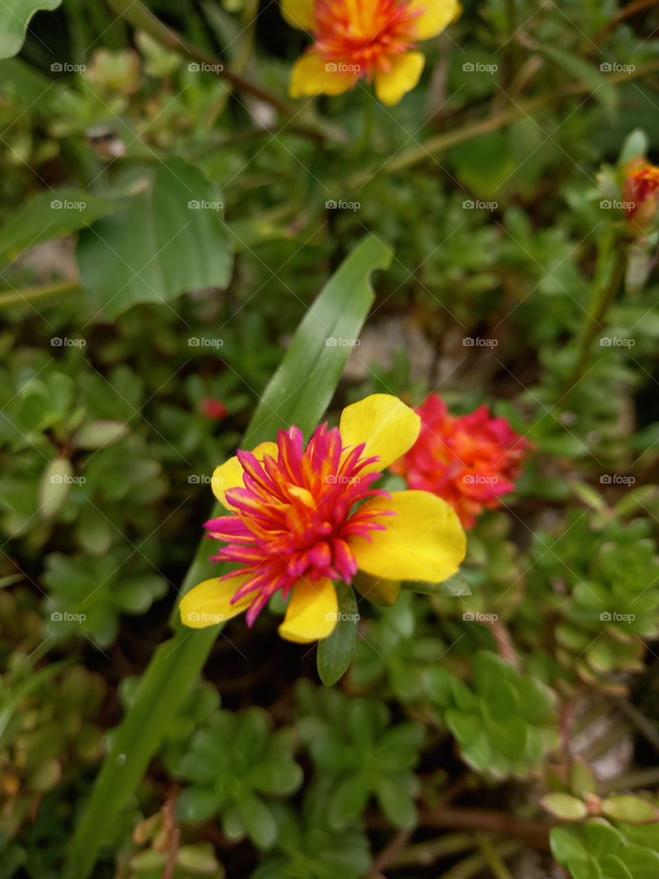 #morningglory #tinyflowers