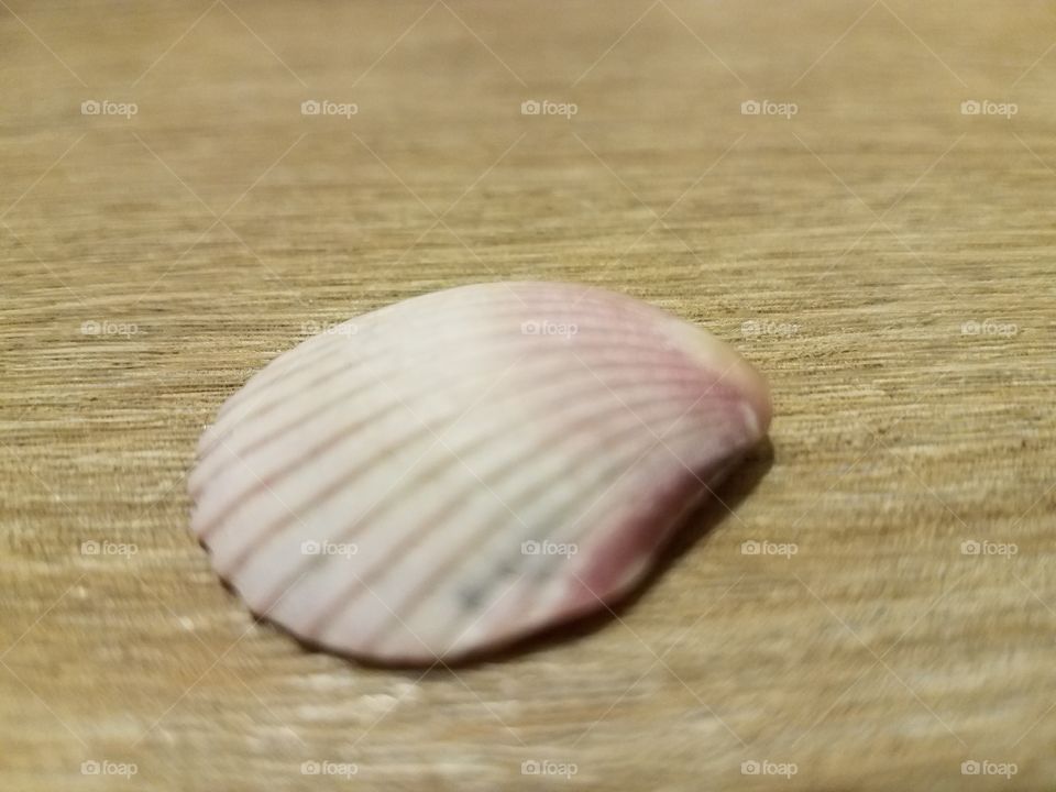 pink color story - shell