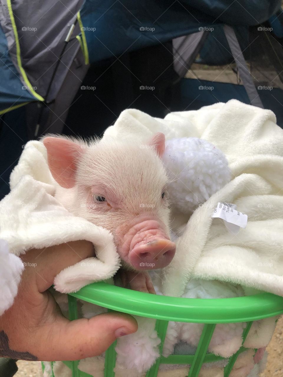 Piggy in a basket 