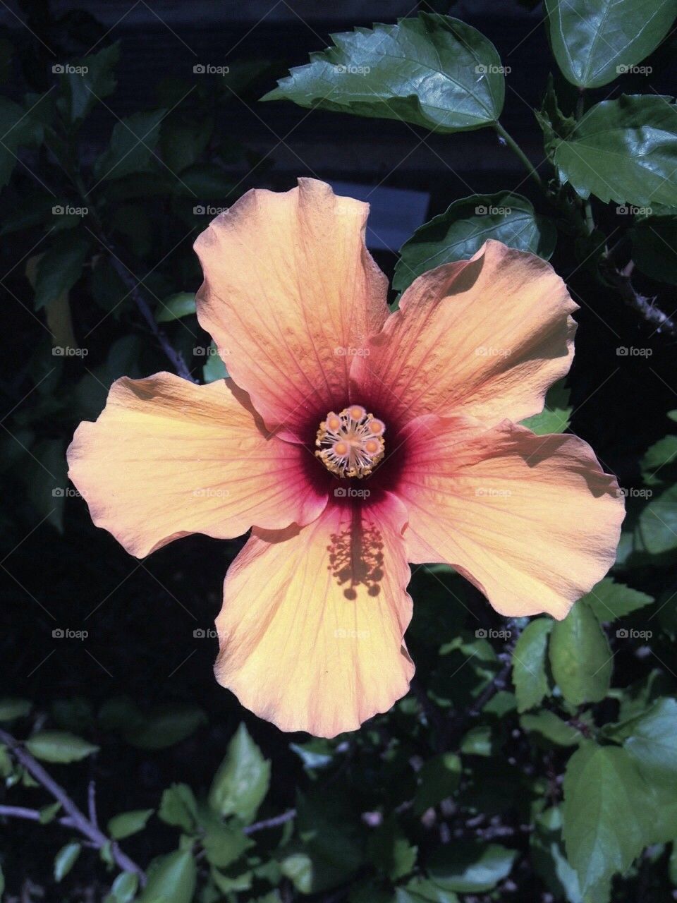 Yellow hibiscus flower