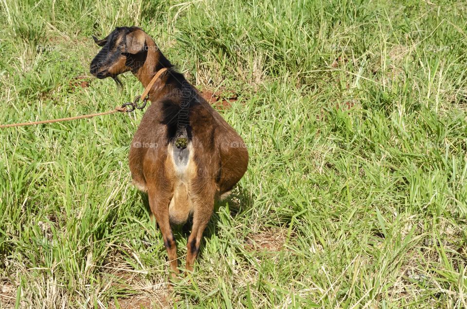 Mother Goat In Grass