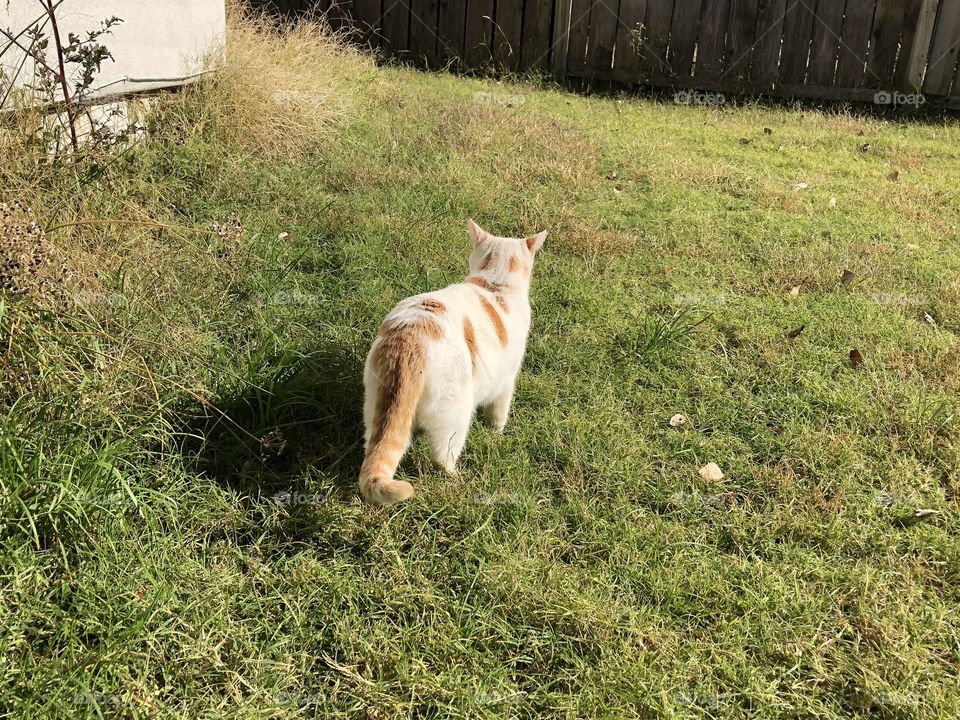 Sweet kitty walking in grass