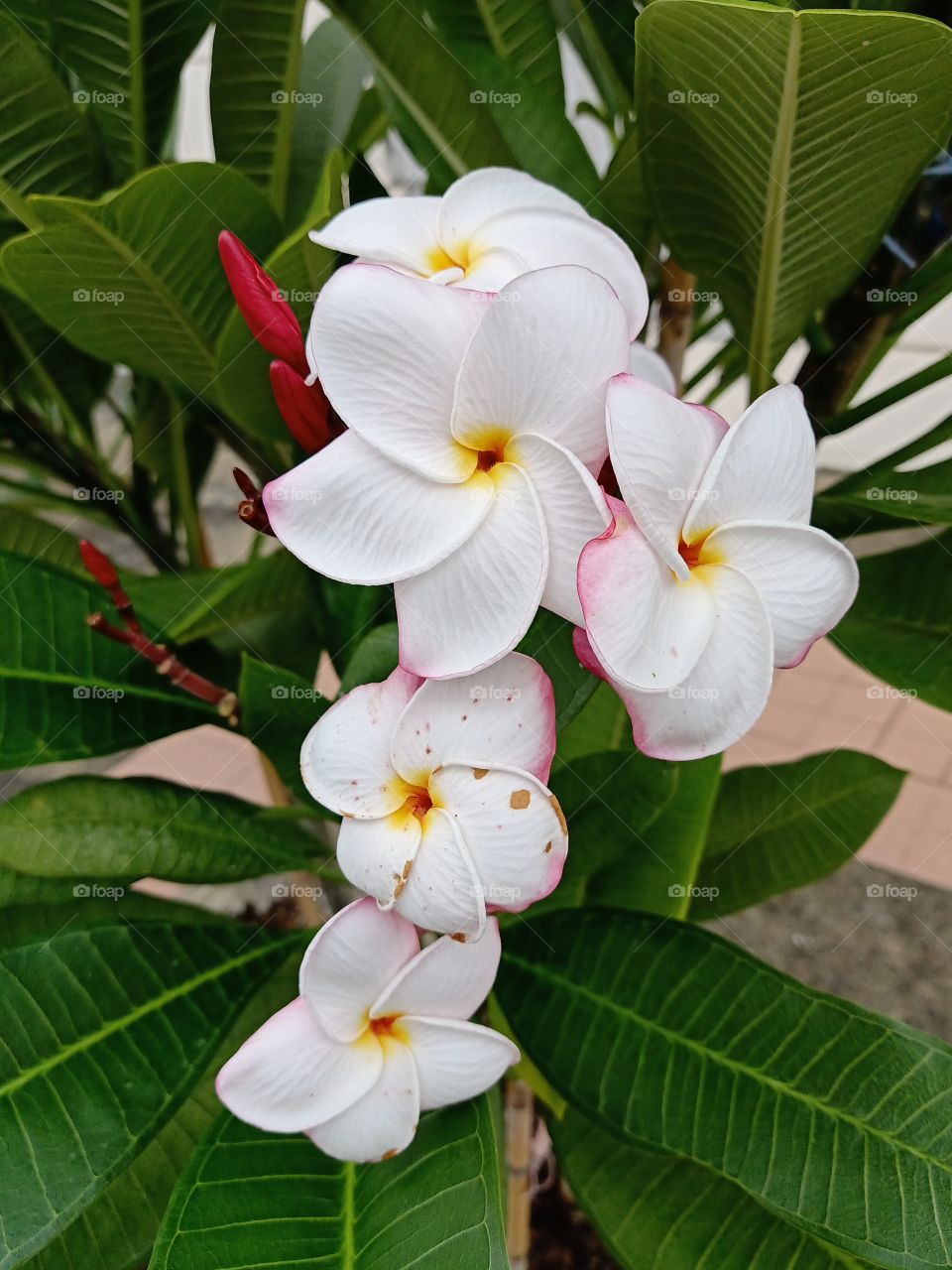 Beautiful Plumeria Flowers