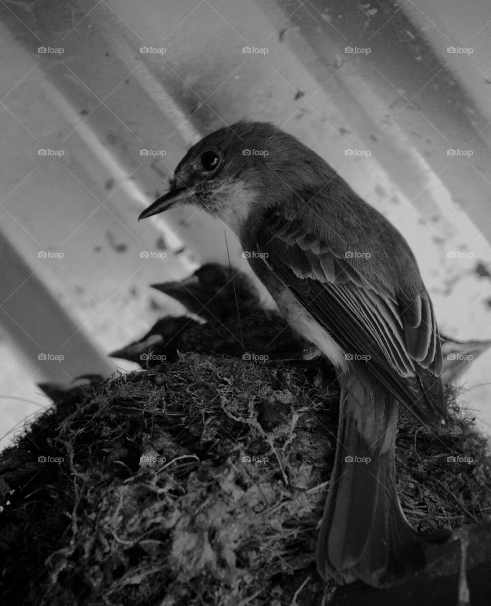 gray flycatcher and brood