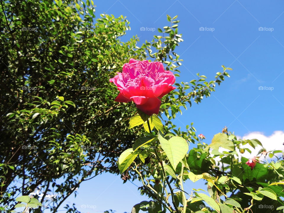 Rosa