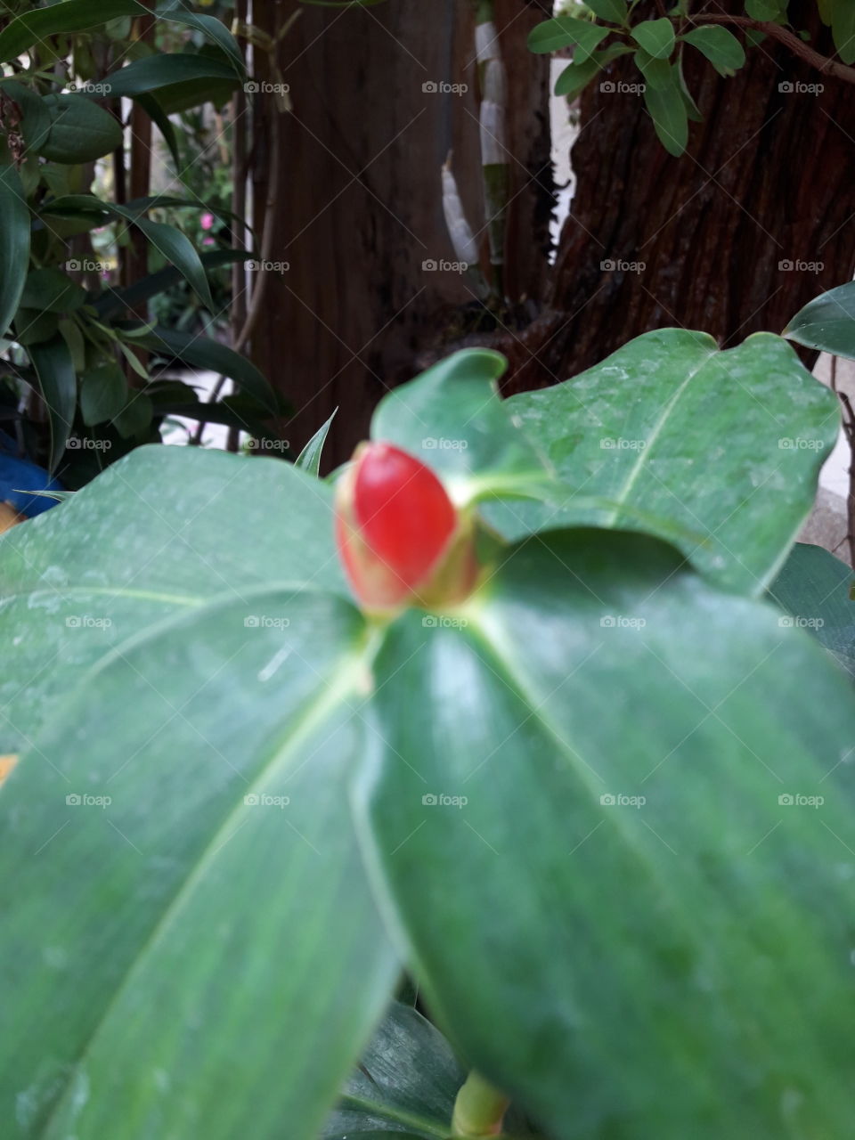the smallest red flower bud.