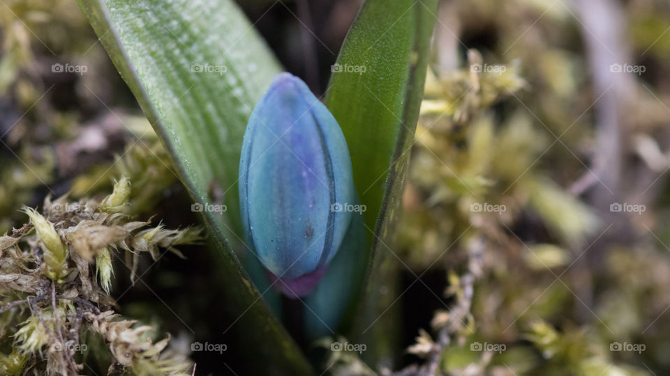 small spring flower that hasn't even blossomed yet. purple flower