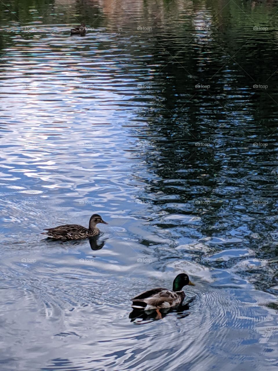 Ducks in Sun Valley, Idaho
