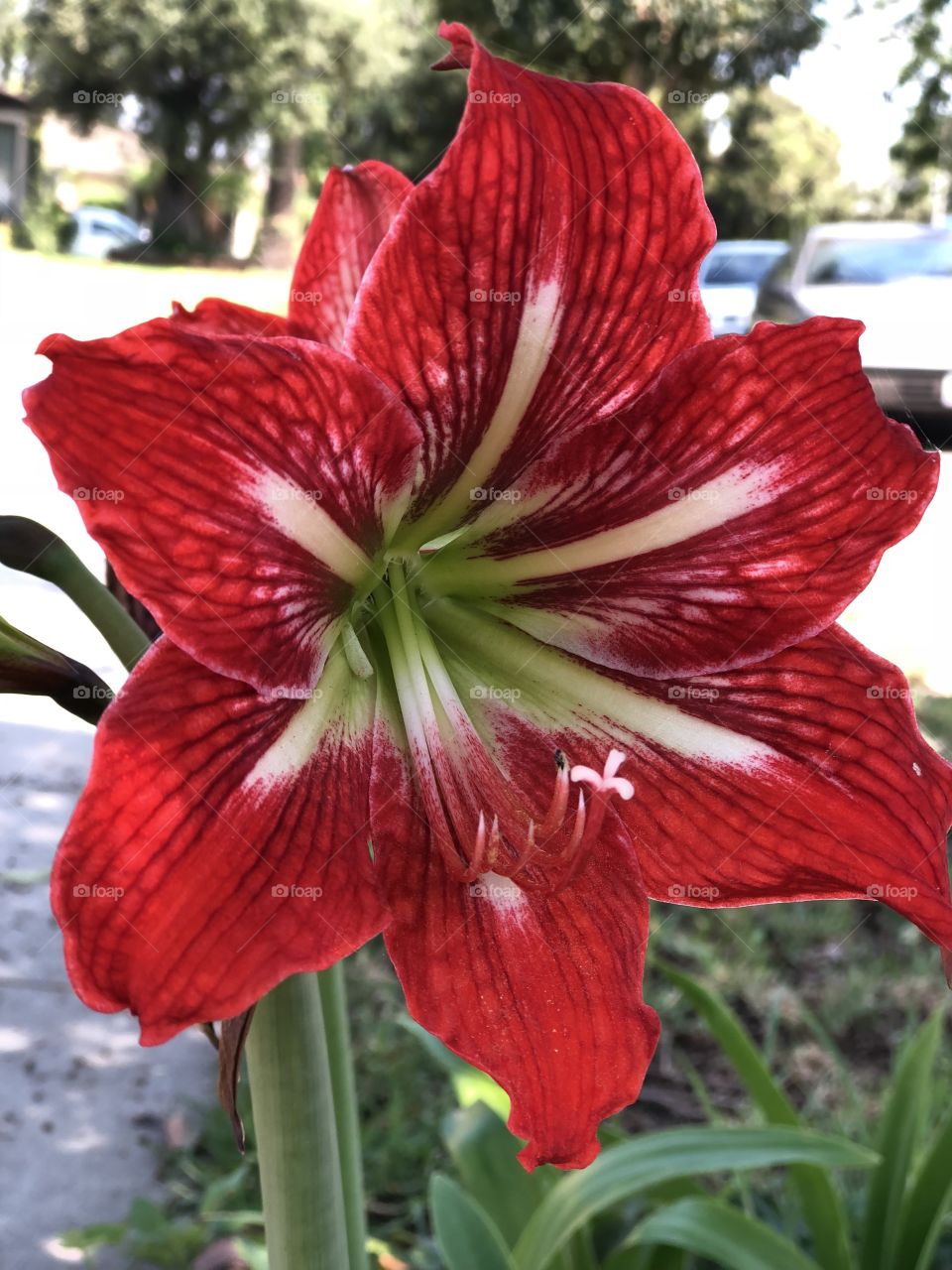 Gorgeous red flower blooming on a hot and sunny summer day in Southern California 