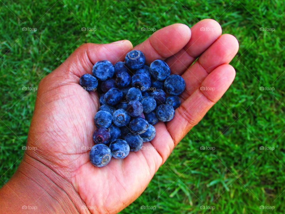 blueberries in hand