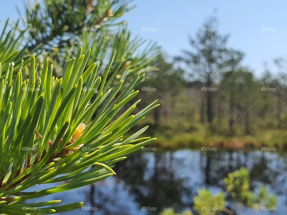 nature