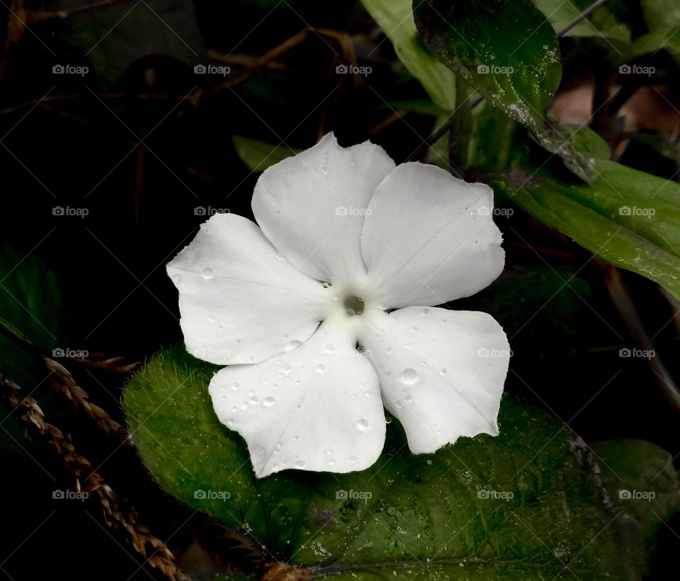 white flower