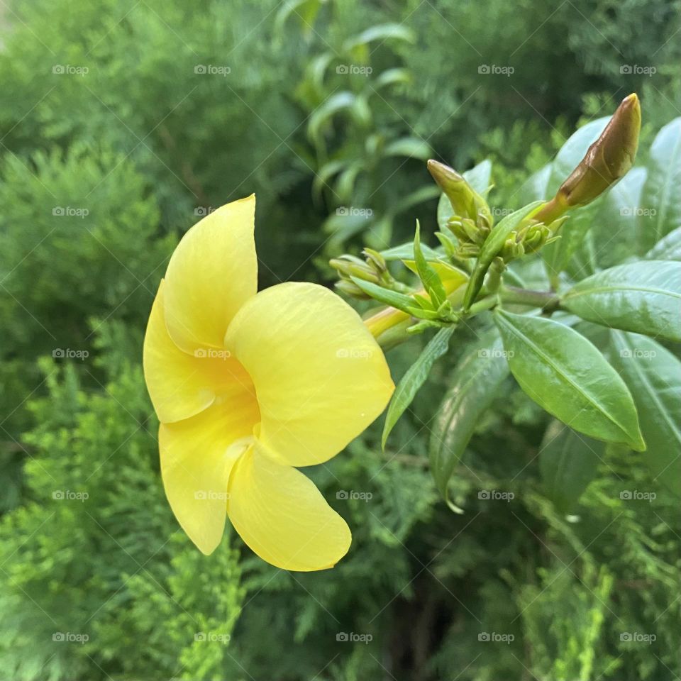 Allamanda cathartica