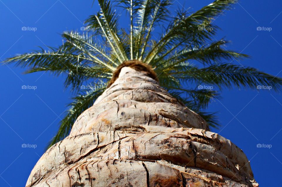 Looking up to a palm tree