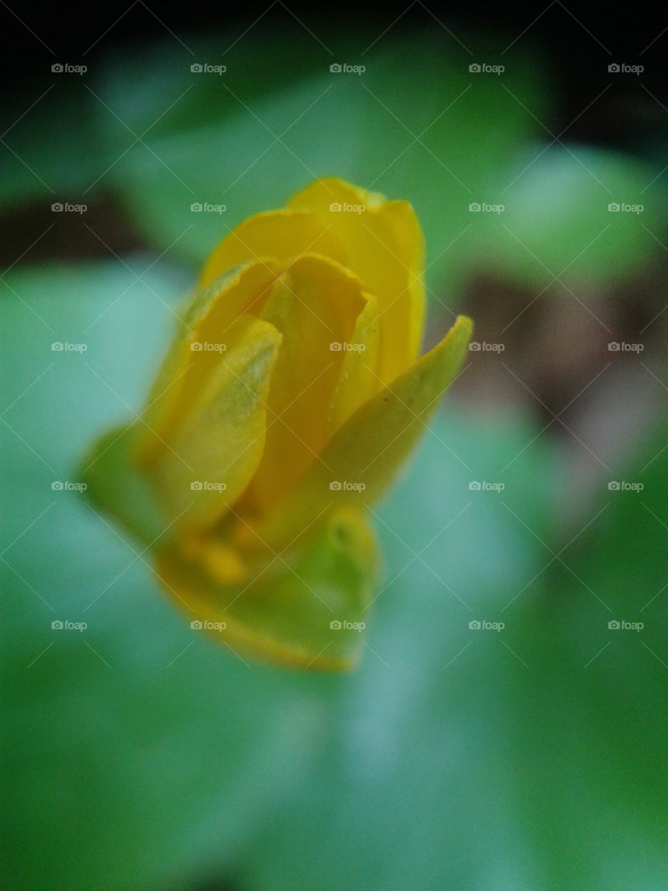 Small Yellow Flower