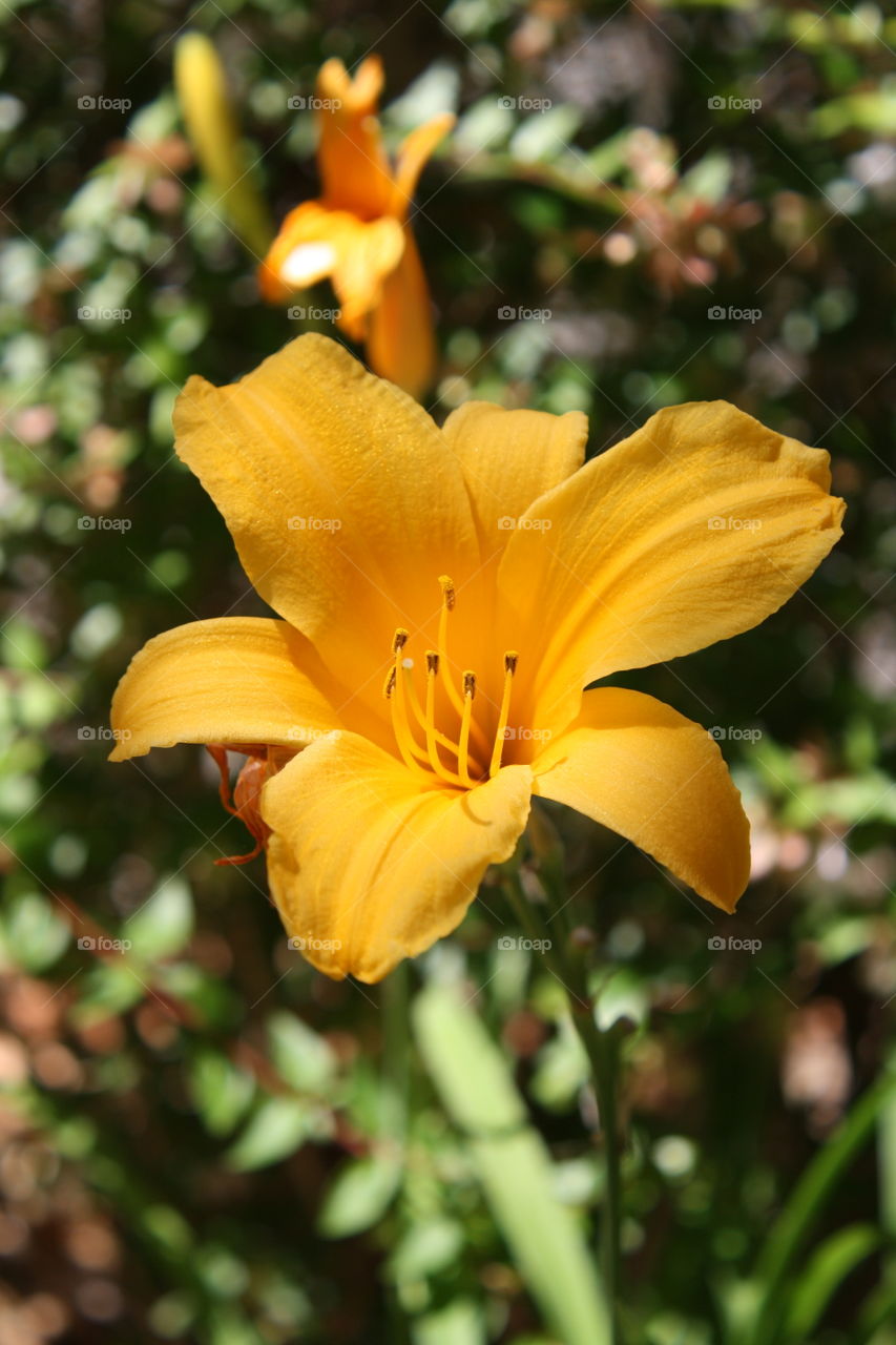 Closeup of orange lily in a lovely garden (Also called Fire Lily or Lilium bulbiferum) 