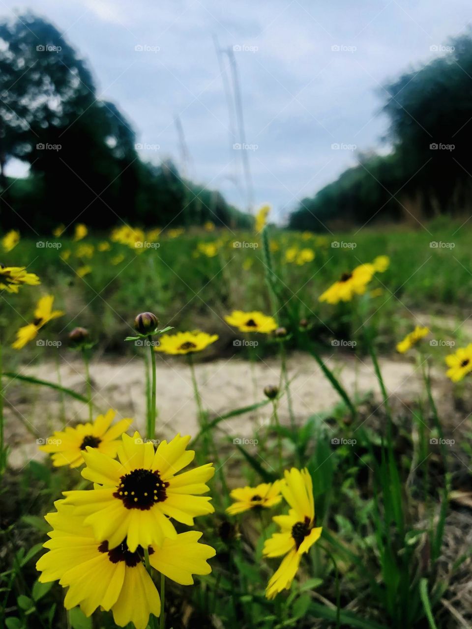 Pretty wild flowers growing down the row of grass between two properties at the ranch. 