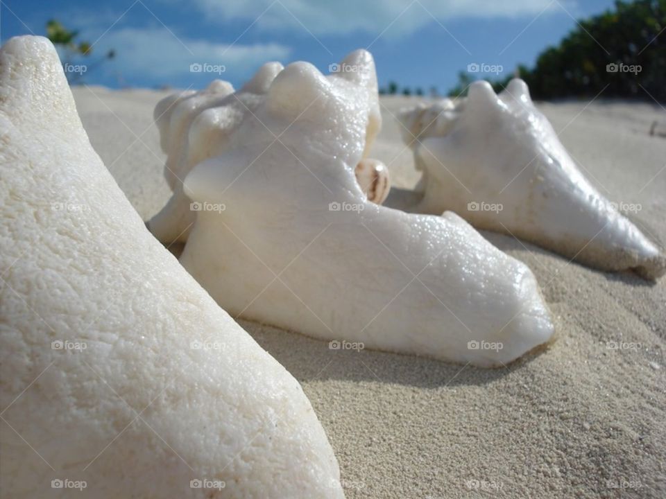 Seashells on seashore