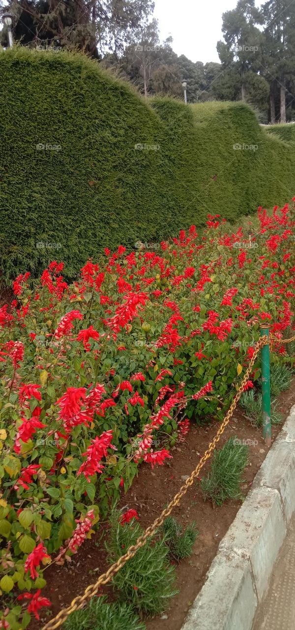 the happy blooms ❤️