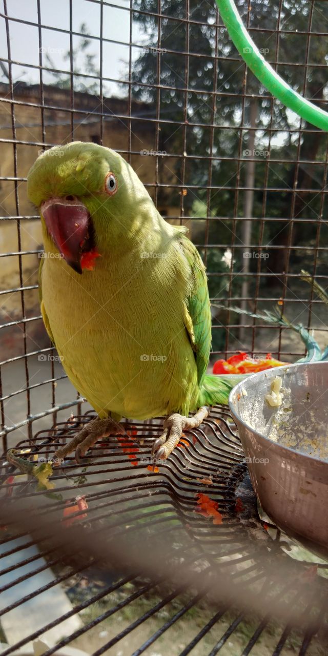 beautiful Indian green parrot photo by smartphone beautiful wallpaper