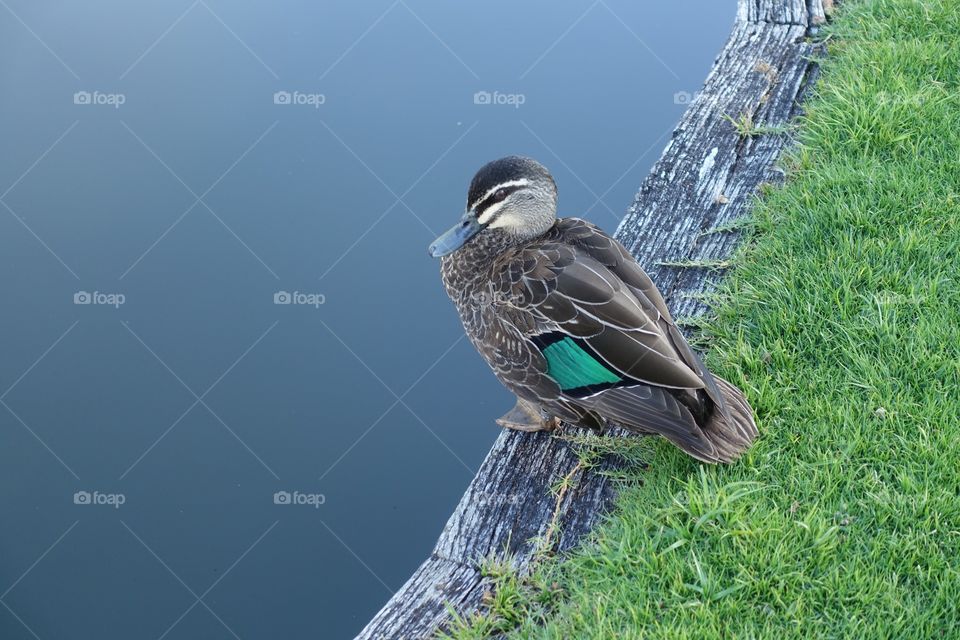 A duck is near the water.