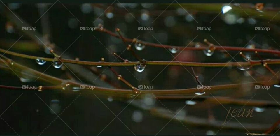 rain on branches