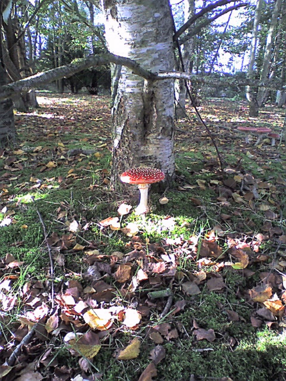 fairy tale mushrooms