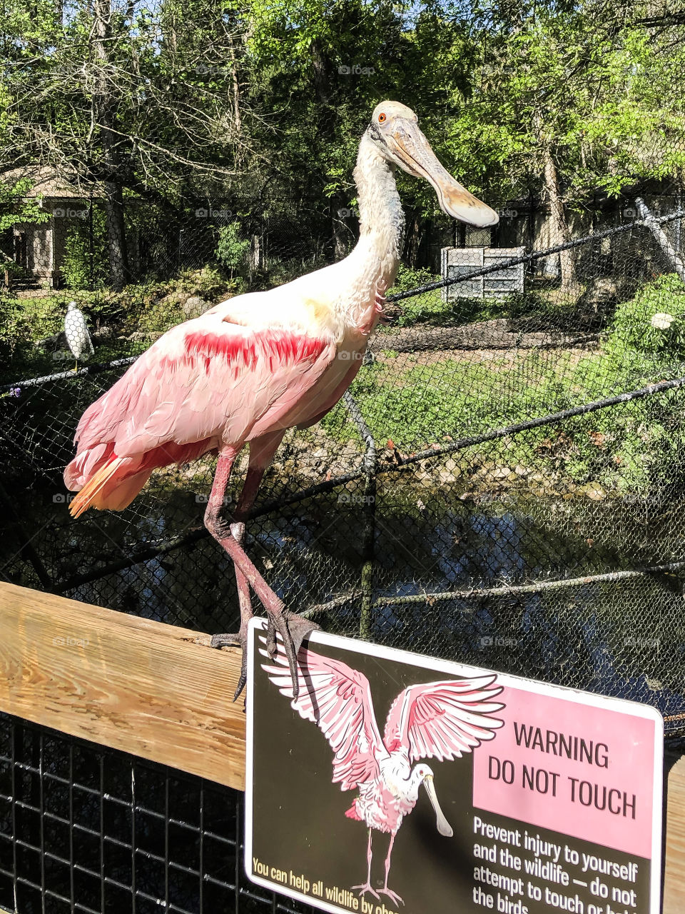 Roseate Spoonbill at Homosassa Springs Wildlife Park