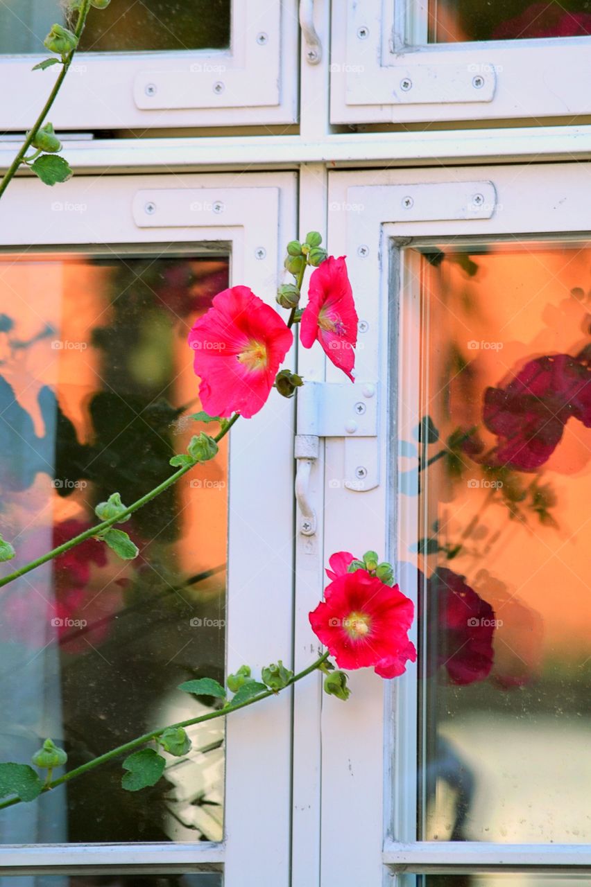 Flowers growing against a window