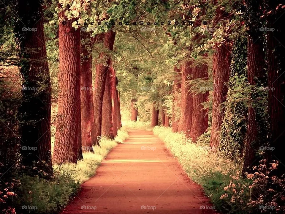 Beautiful nature 