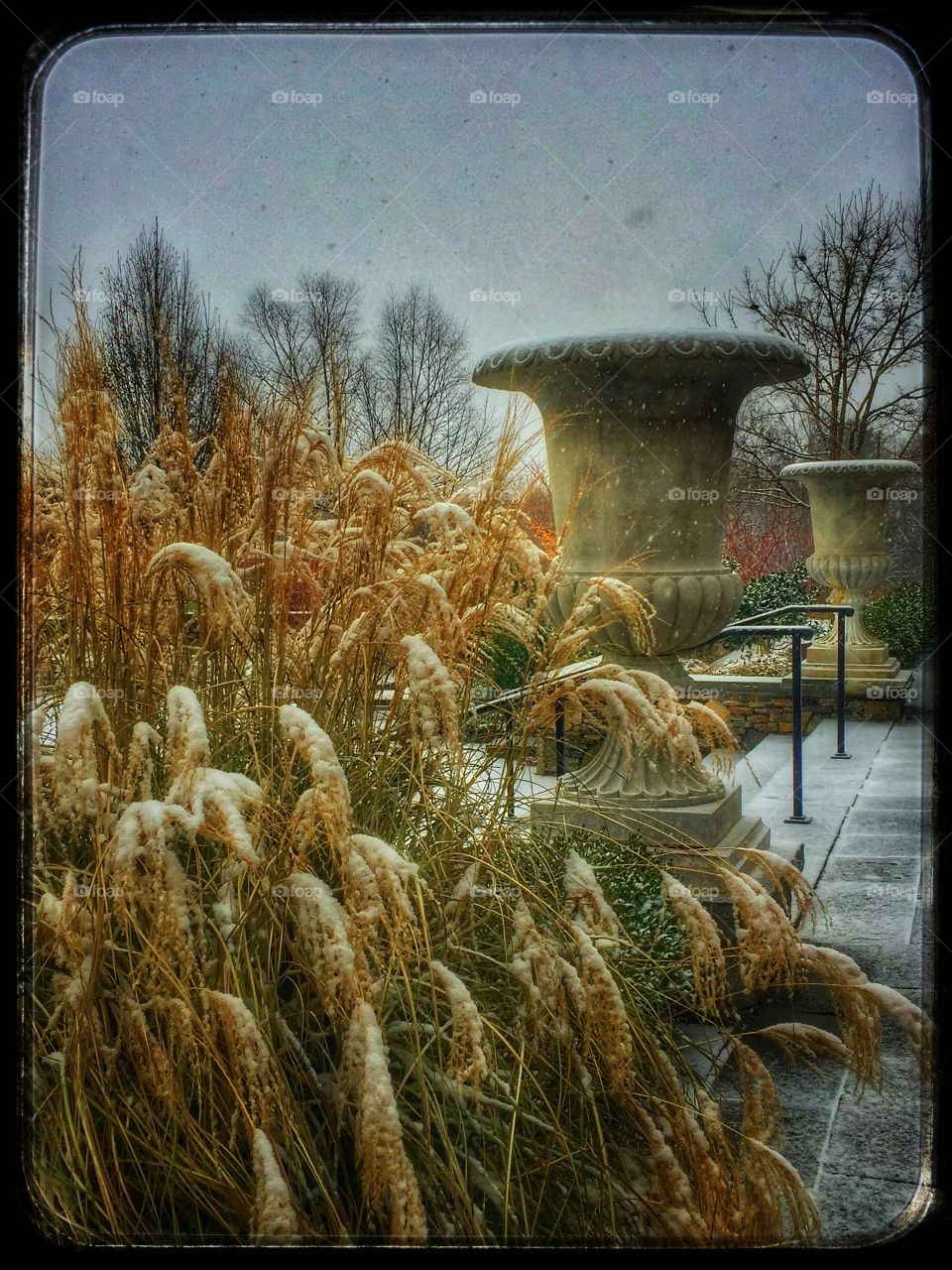 Winter Grasses