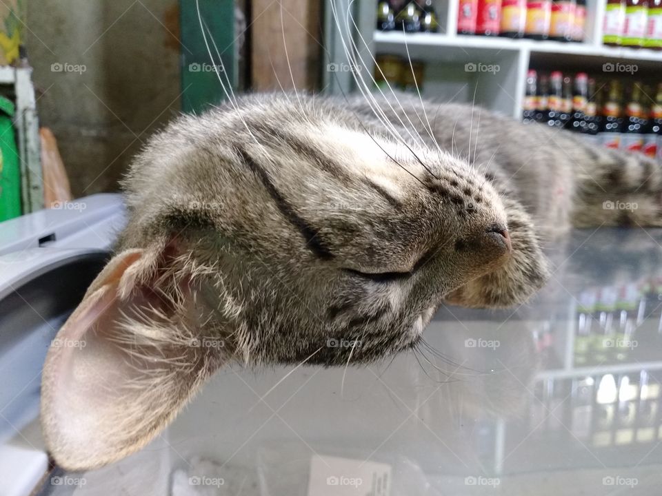 Sleeping cat