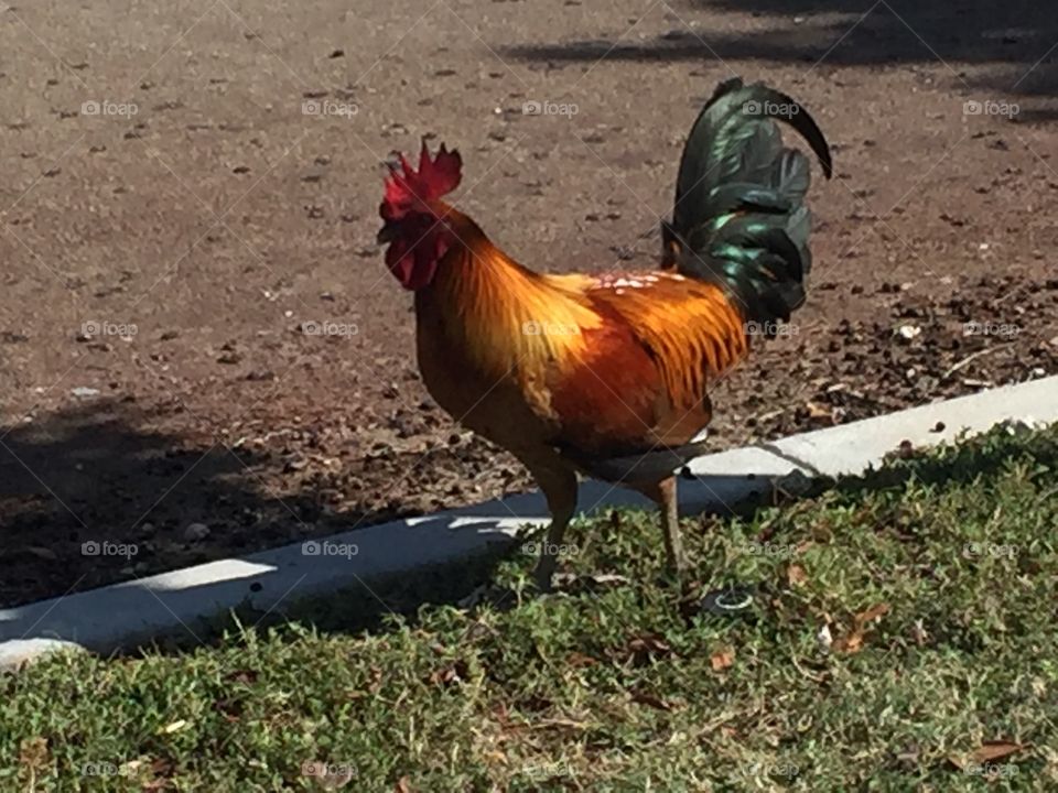 Orange Rooster