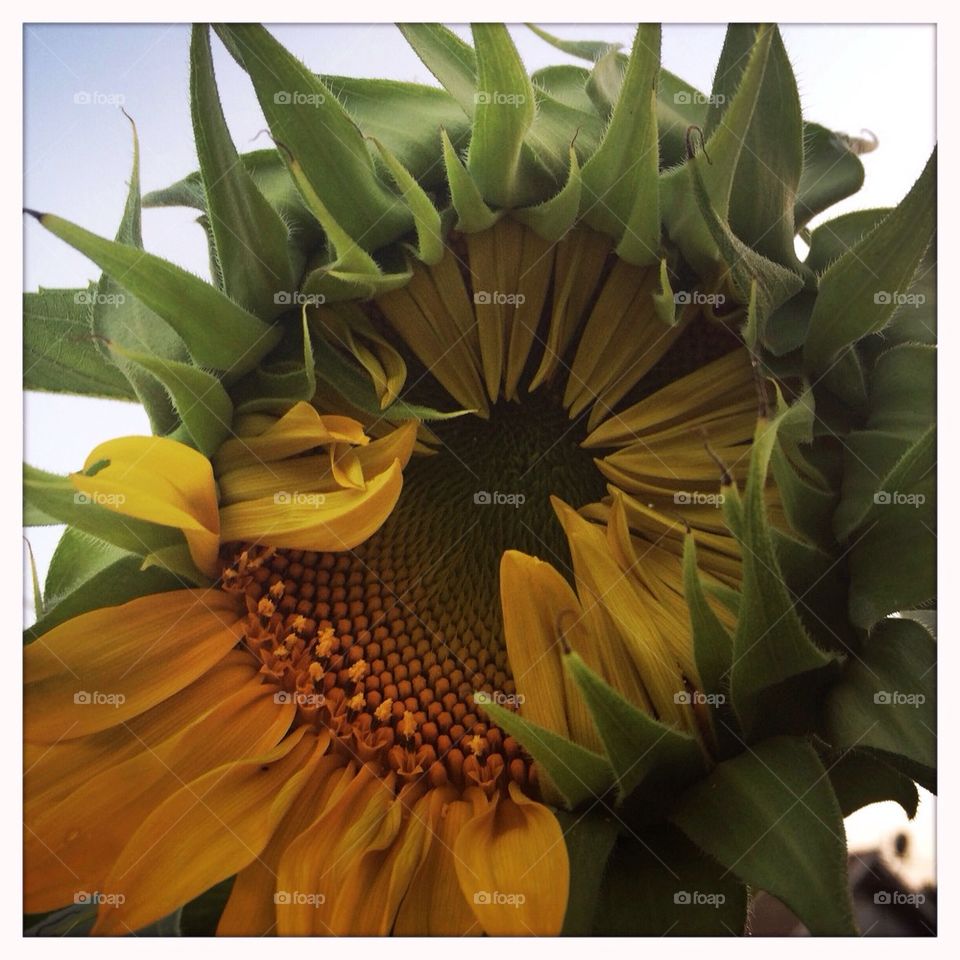 Blooming sunflower