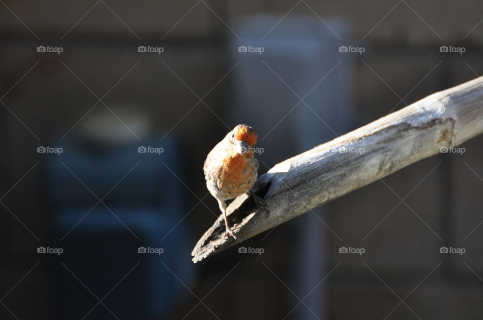 Red head sparrow