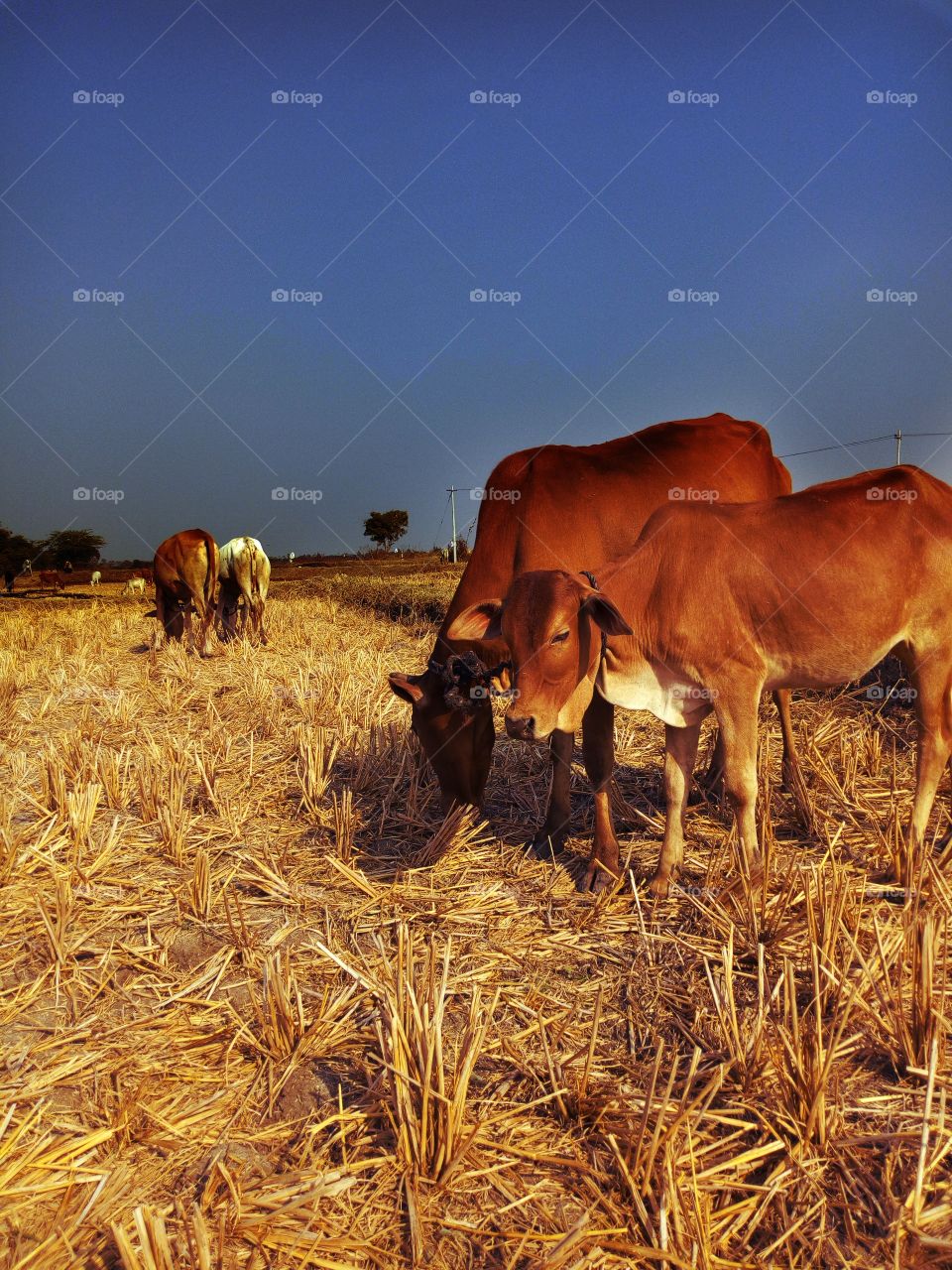 cows are grazing in the field