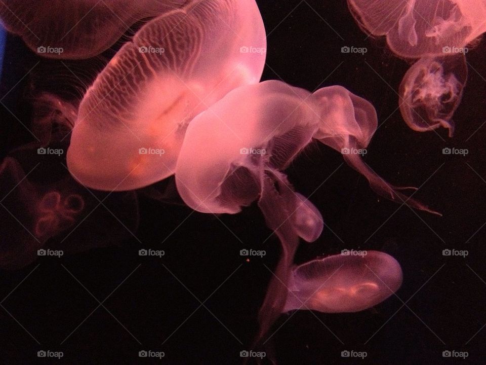 Jellyfish