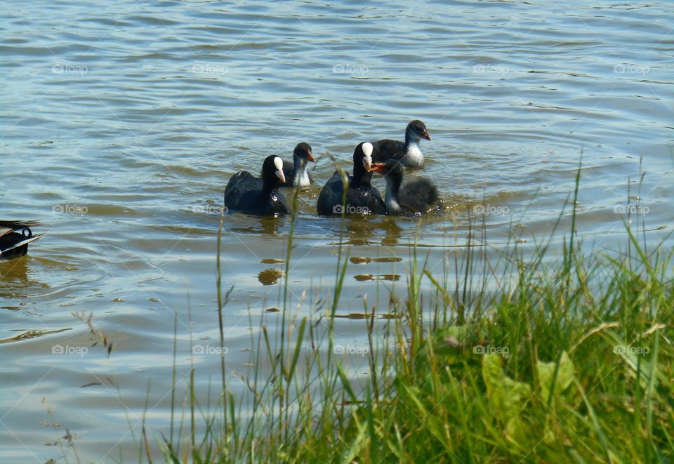 wild life duck and ducklings