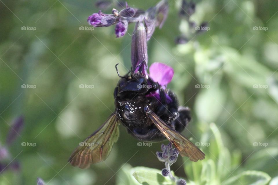 Bee on a purple flower