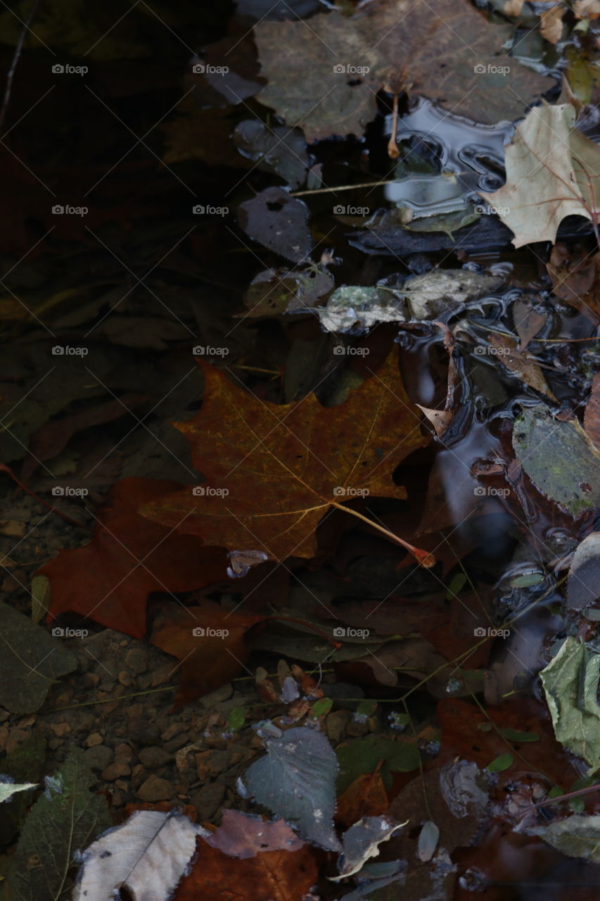 Fall leaf reflection in water