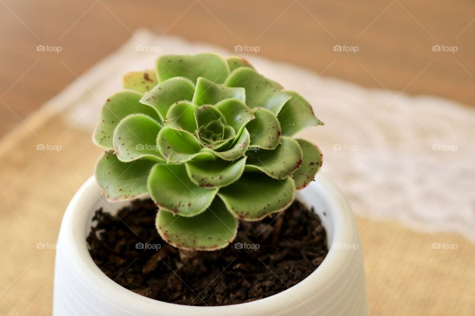 Succulent plant in hand made white pottery pot on rustic burlap and lace cloth on wood table with copy or text space simplicity home decor selective focus