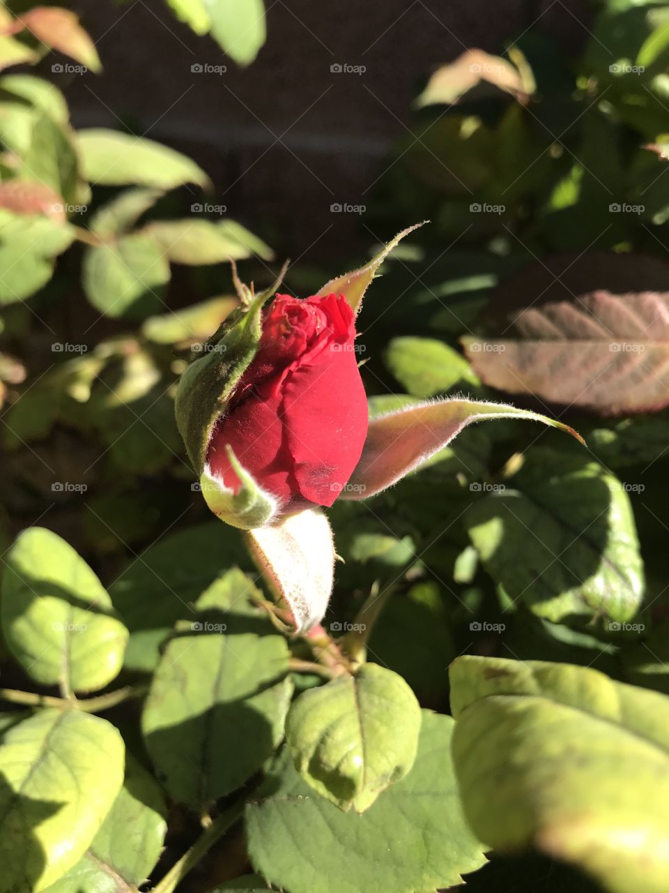 My 1st rose of Spring!