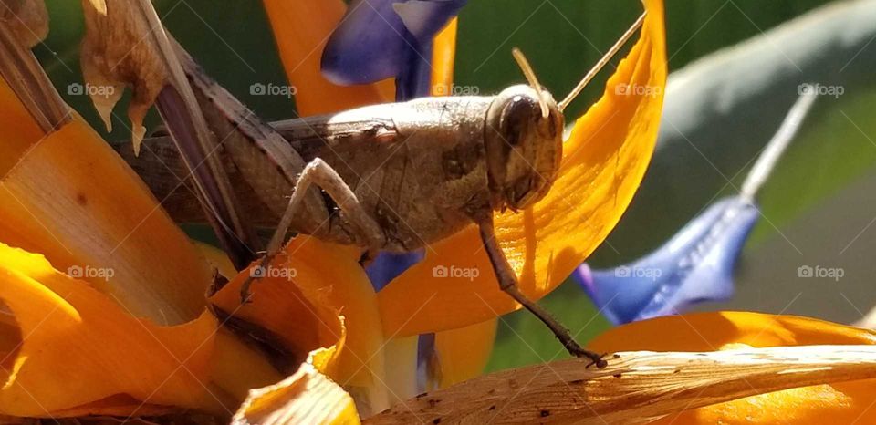 grasshopper in paradise