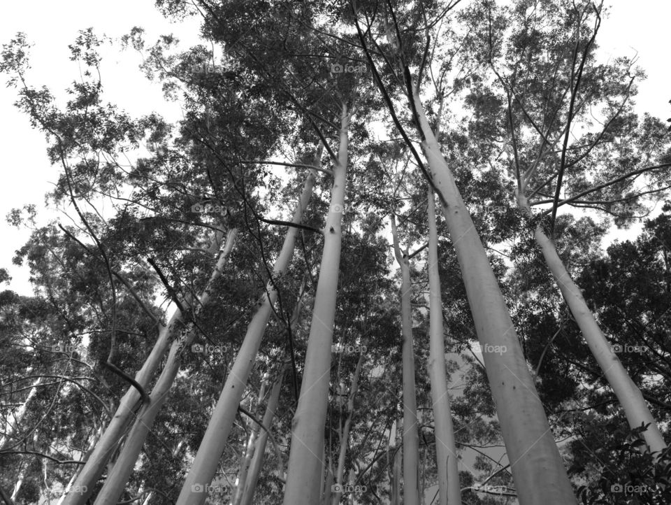 view from the bottom up to trees