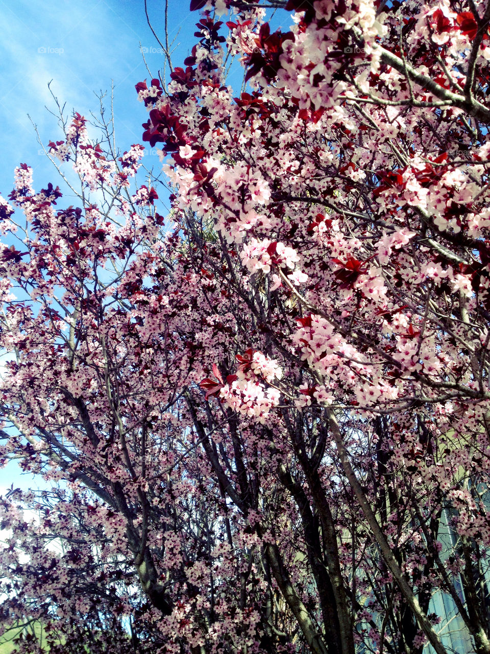 Tree of flowers